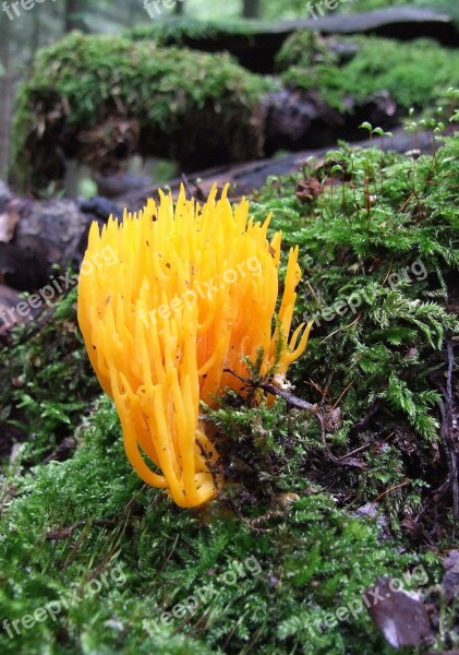 Mushroom Forest Europe Fall Pine Wood