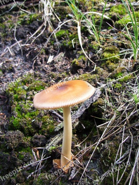 Mushroom Forest Marl Mixed Forest Leaves