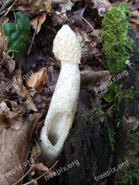 Mushroom Forest Autumn Forest Soil Leaves