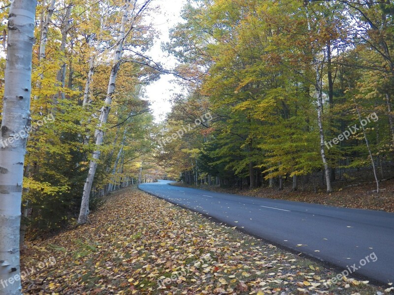 Country Countryside Country Road Rural Woods