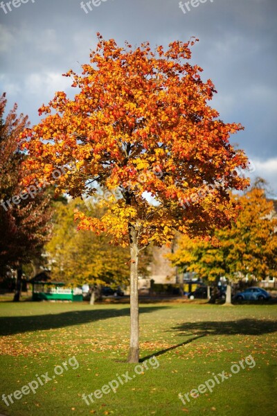 Autumn Fall Foliage Colorful Leaf