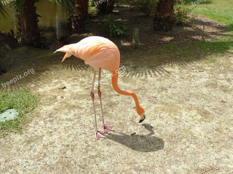 Flamingo Flamingos Bird Birds Pink