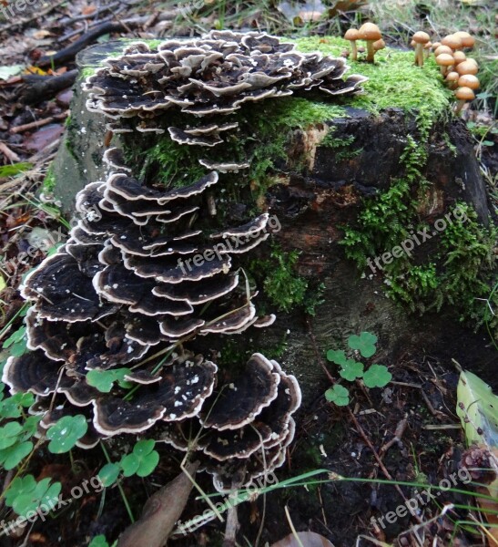 Mushroom Autumn Forest Deadwood Europe