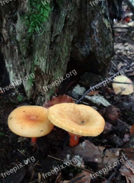 Mushroom Autumn Forest Foliage Forest Floor