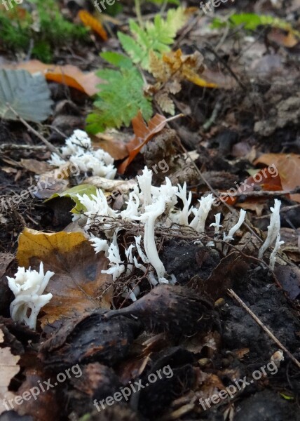 Mushroom Forest Europe Forest Floor Leaves