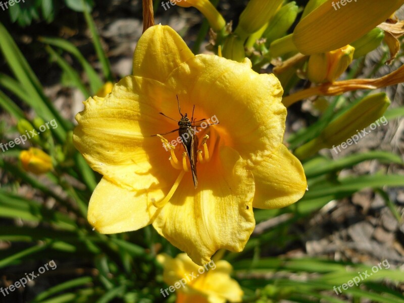 Moth Insect Bug Flower Yellow