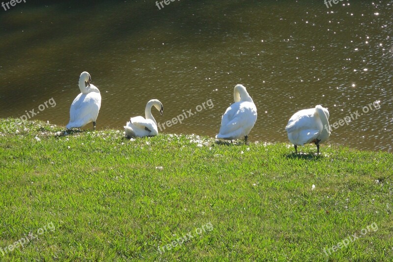 Swans Molting Pruning Feathers Bird