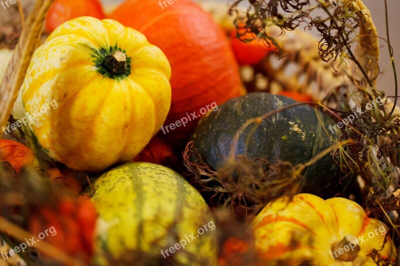 Agriculture Autumn Colorful Crop Fall