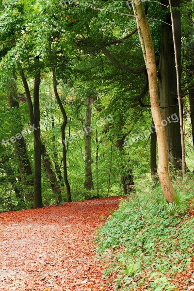 Autumn Fall Foliage Footpath Forest