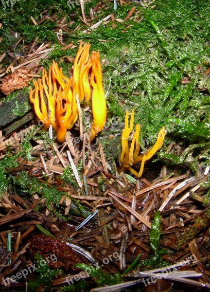 Mushroom Forest Forest Floor Mixed Forest Wood