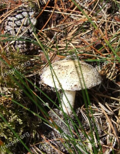 Fungus Late Summer Autumn North Europe