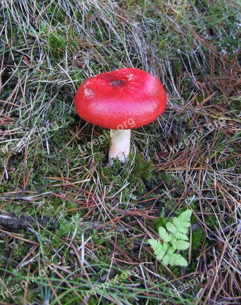 Mushroom Forest Autumn Forest Floor Needles