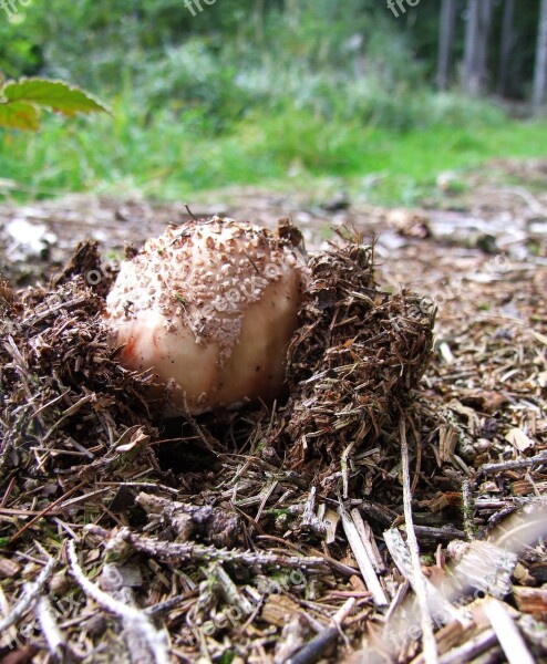 Mushroom Autumn Mixed Forest Toxic Amanita