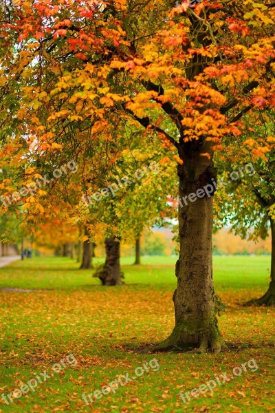 Autumn Fall Foliage Colorful Leaf