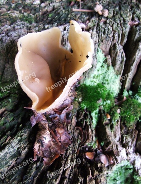 Mushroom Cup Morel Collect Autumn Forest