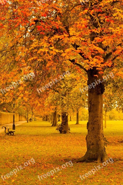 Autumn Fall Foliage Golden Leaf