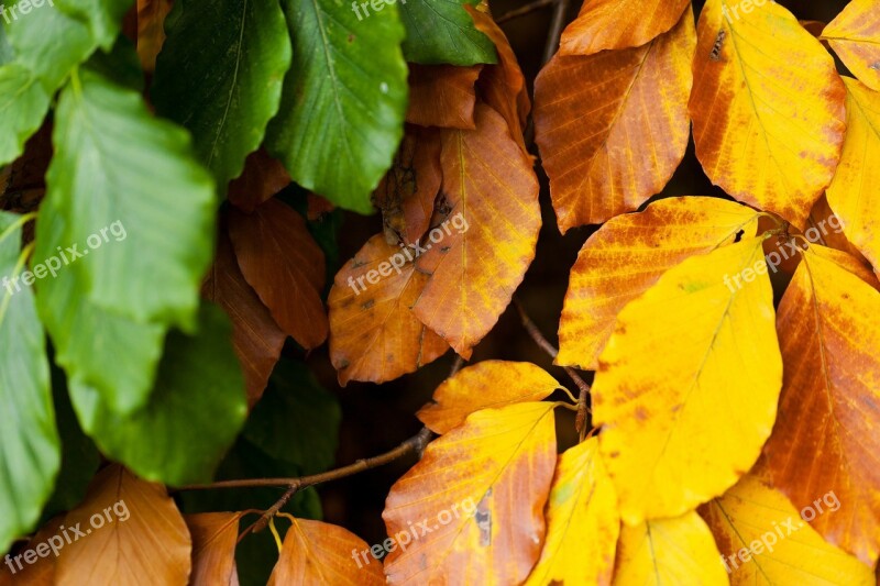 Autumn Beech Leaves Branch Brown