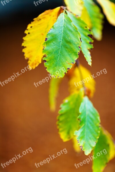 Autumn Beech Leaves Branch Brown