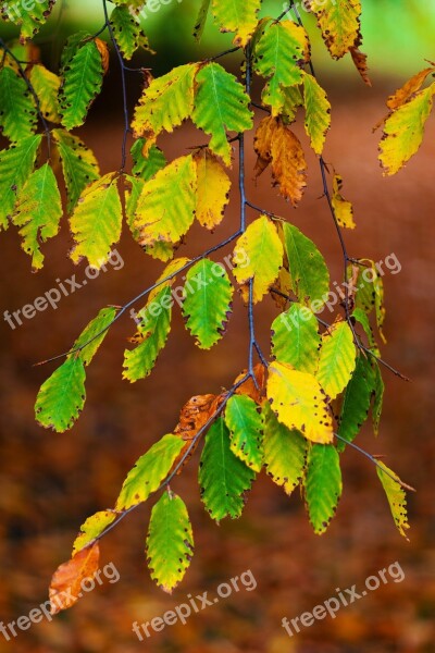 Autumn Beech Leaves Branch Brown