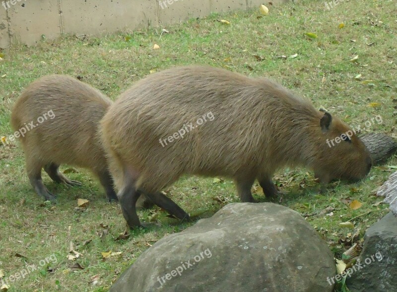 Capybara Mammal Rodent Animal Wildlife