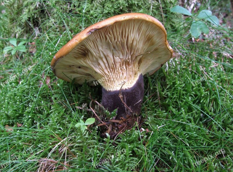 Mushroom Forest Autumn Moss Forest Floor