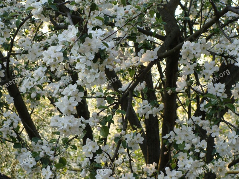 Apple Tree Bloom Apple Blossom White Nature