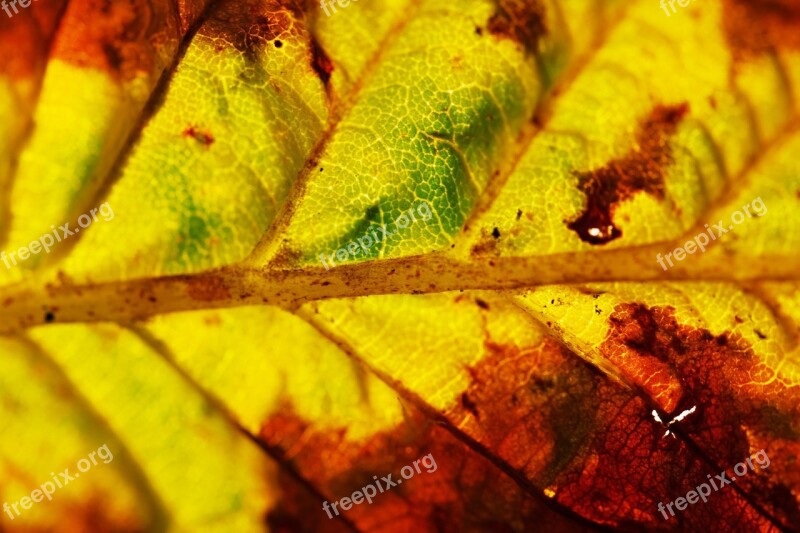 Autumn Background Close-up Color Colorful