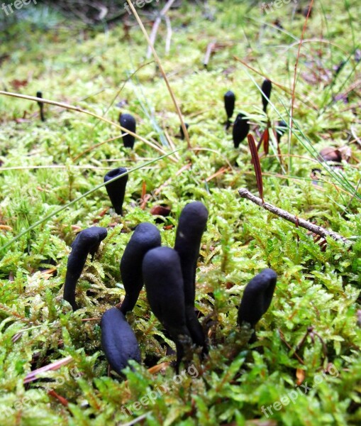 Mushroom Forest Moss Maple Branches