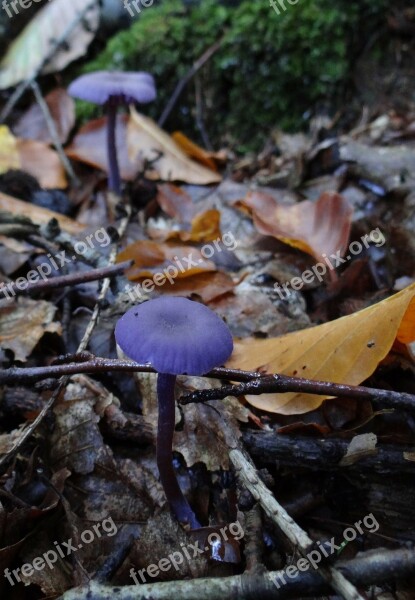 Forest Beech Forest Autumn Collecting Mushrooms Vinegar