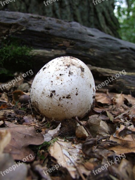 Mushroom Autumn Forest Europe Morel