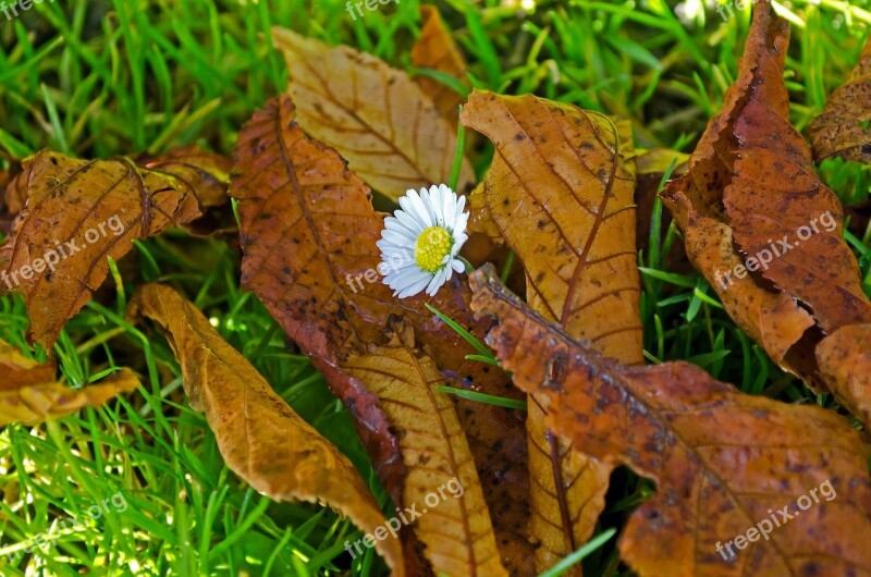 Flower Leaves Leaf Autumn Season