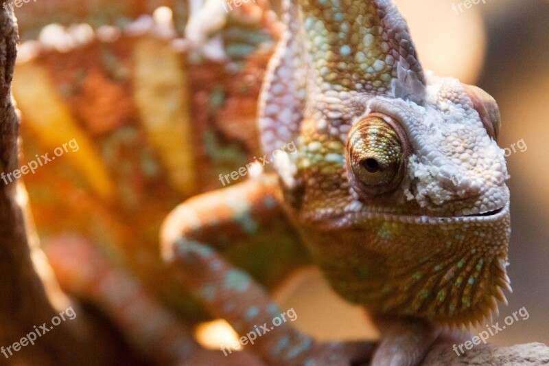 Animal Camouflage Chameleon Detail Dragon