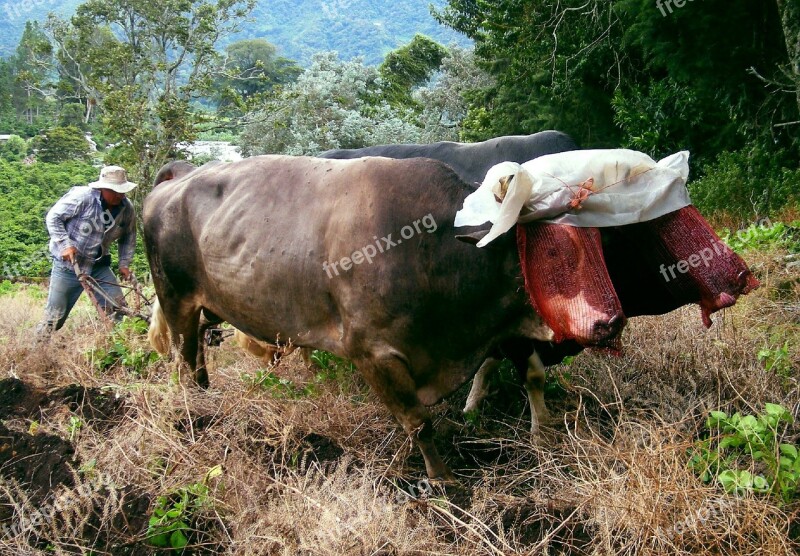 Plow Farm Farming Oxen Panama