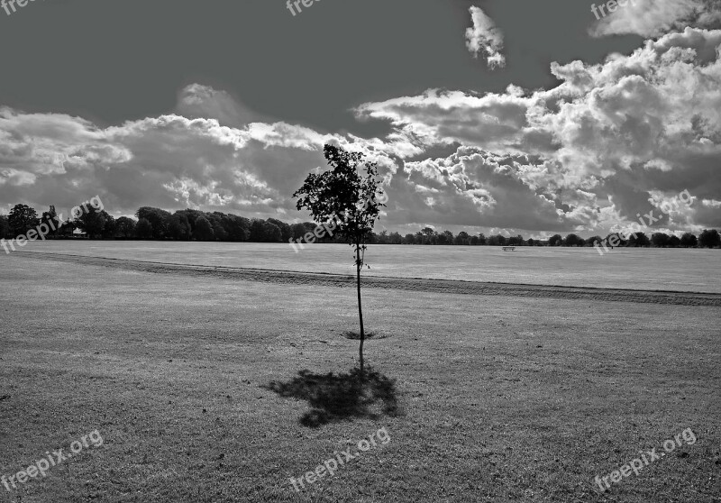 Park Grass Space Tree Trees