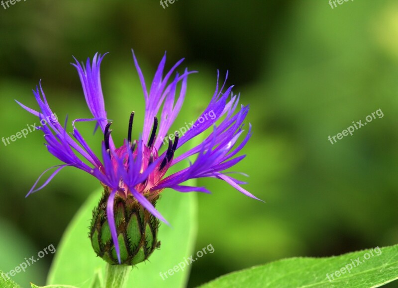 Flower Garden Stamen Leaves Leaf