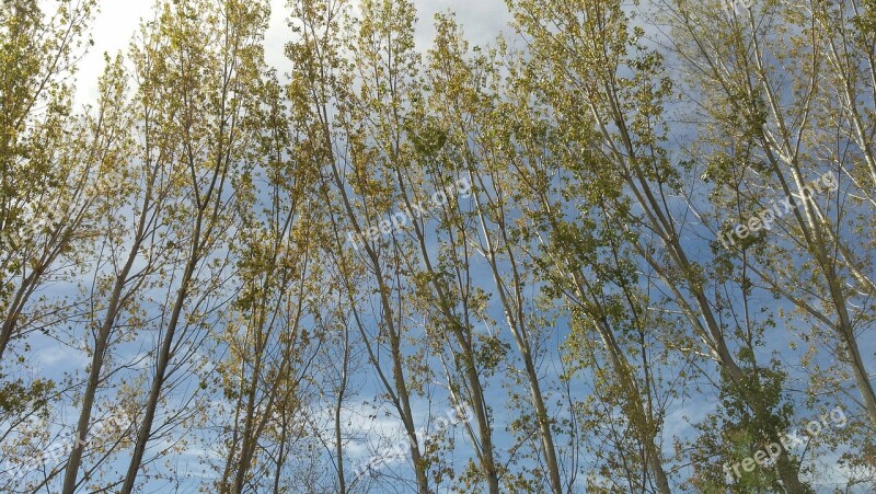 Poplar Green Sky Postcard Nature