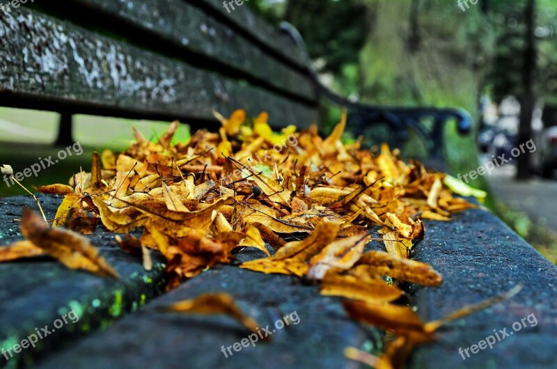 Autumn Season Leaves Color Background