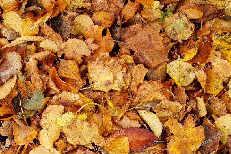 Autumn Backdrop Background Bright Brown