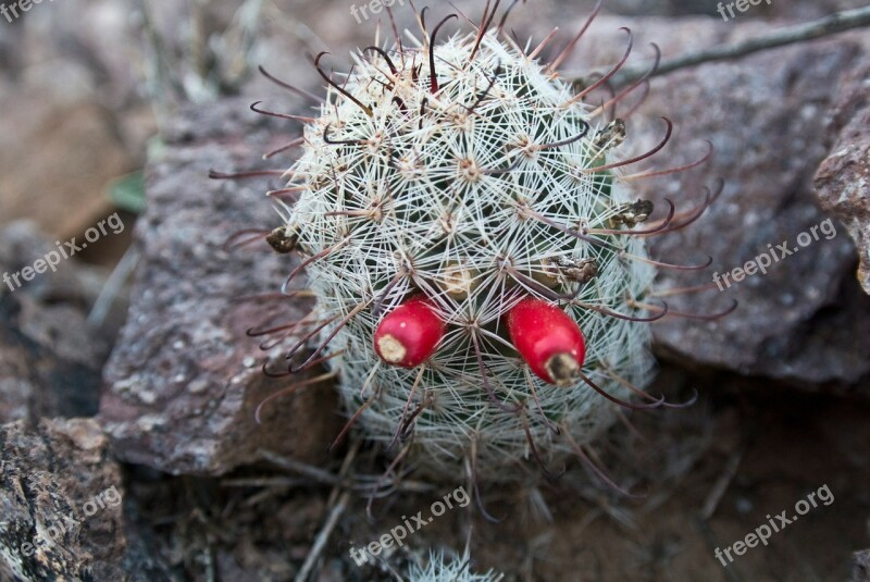 Arizona Tucson Desert Cactus Landscape