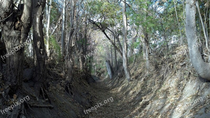 Erosion Canal Irrigation Fall Dead Trees