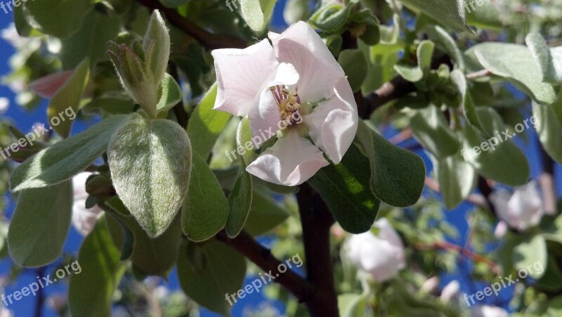 Flower Quince Spring Plant Fruit