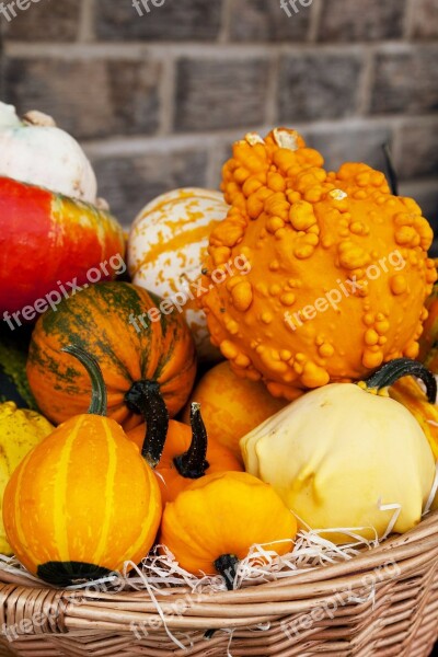 Agriculture Autumn Colorful Crop Fall