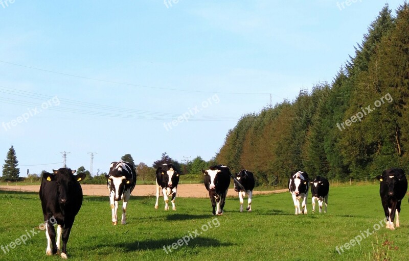 Cow Dairy Cattle Beef Breed Livestock Farm