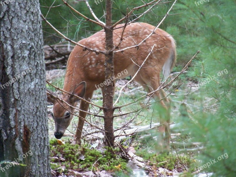 Deer Fawn Fawns Baby Deer Woods