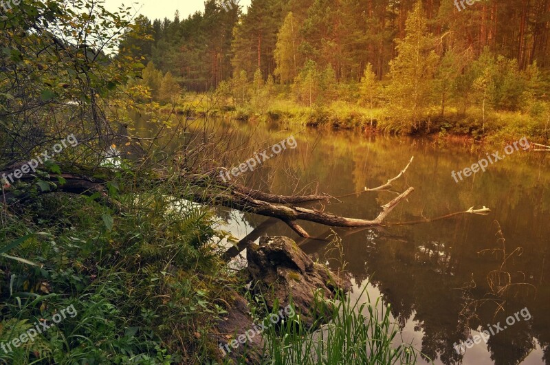 Nature Landscape Trees Branches River