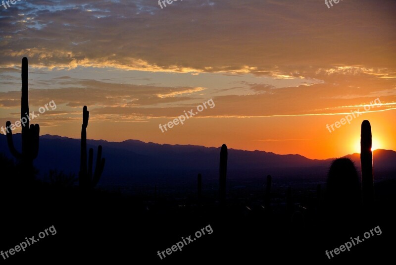 Sunrise Arizona Cactus Desert Landscape