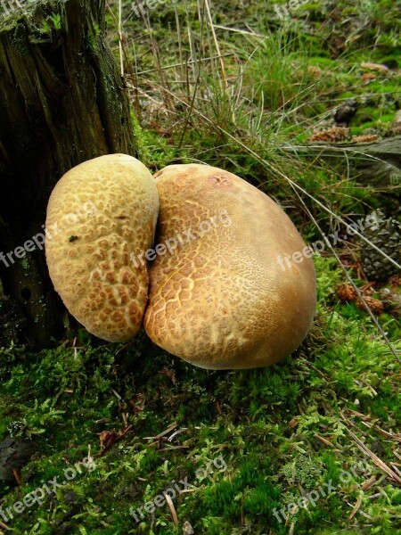 Mushrooms Tree Forest Autumn Wood