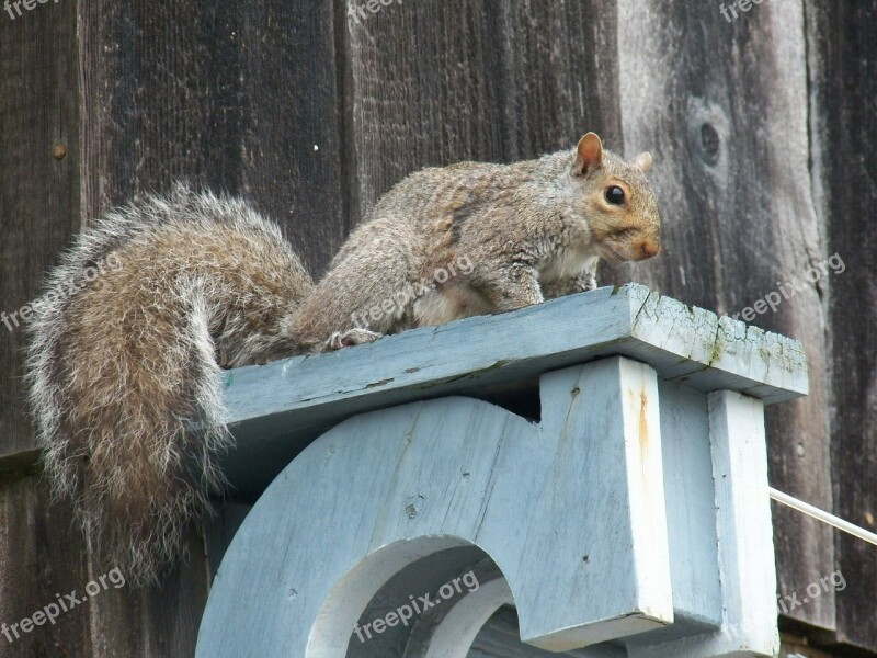 Squirrel Squirrels Wildlife Animal Animals