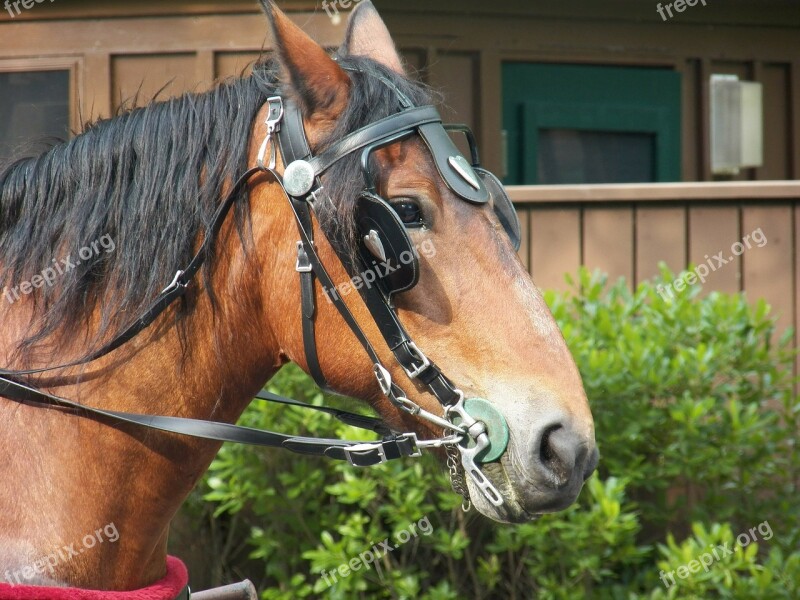 Horse Horses Head Macro Animal Animals