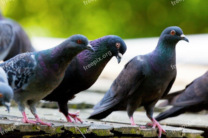 Animal Bird Feather Pigeon Pigeons